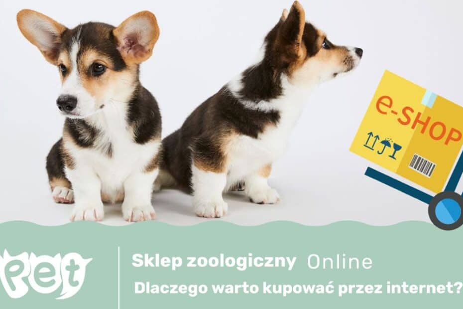 Sklep zoologiczny online, dlaczego warto kupować przez internet?