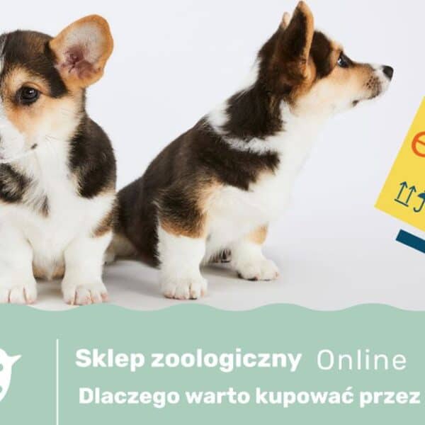 Sklep zoologiczny online, dlaczego warto kupować przez internet?